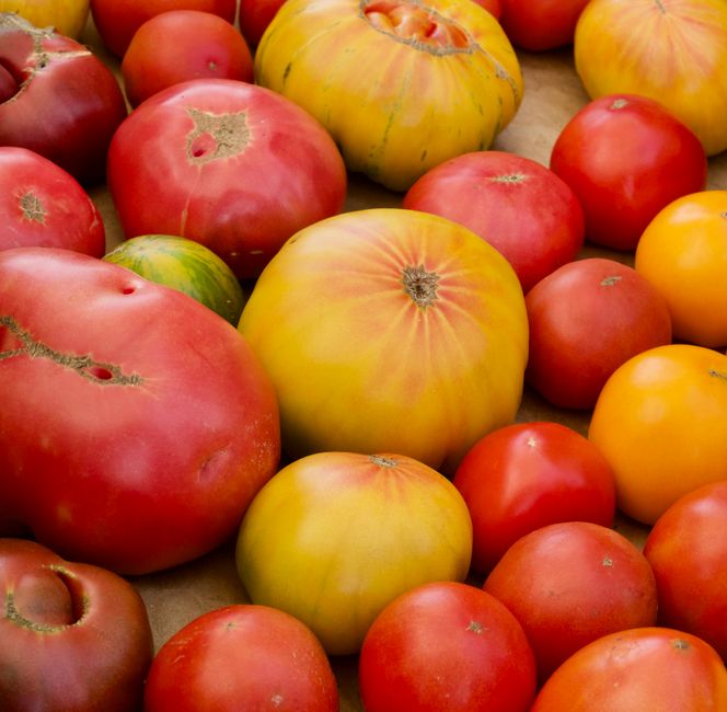 An assortment of large and small tomatoes arranged on a surface, featuring various colours including green, yellow, and red. Some tomatoes have blemishes or scars, indicative of natural ripening or minor imperfections. The larger tomatoes are positioned towards the center and background, with smaller ones surrounding them, creating a dense display of fresh produce. The natural lighting illuminates the vibrant hues and textures of the tomatoes, highlighting their smooth and slightly shiny skin. This image depicts a variety commonly seen in home or market settings, which could be relevant to packing and moving or home relocation services offered by Acton Man and Van, especially when handling perishable goods during a house removal or furniture transport involving kitchen items.