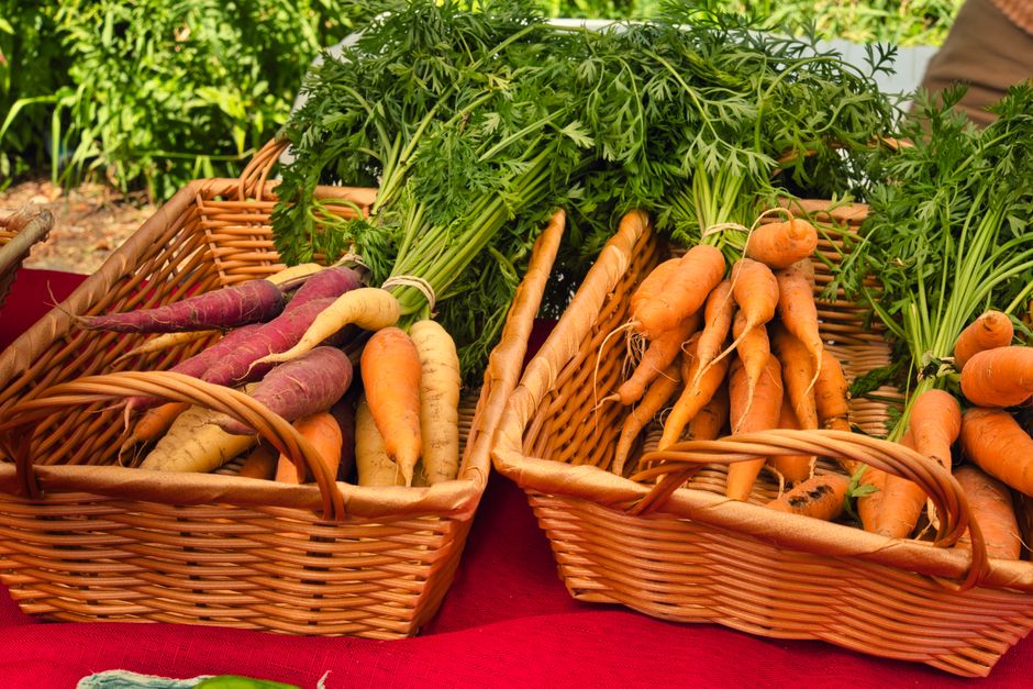 A close-up view of three woven wicker baskets filled with freshly harvested carrots displayed on a red cloth surface at an outdoor market. The first basket contains an assortment of multicoloured carrots, including orange, yellow, and purple varieties, with some still attached to leafy green tops. The second basket holds a set of mostly orange carrots, some with soil still clinging to their roots, also with green foliage. The third basket, partially visible, appears to contain additional carrots and other produce. The background shows blurred greenery, indicating an outdoor setting. This scene illustrates the packing and transportation process involved in home relocation or market sales, with Acton Man and Van providing services related to the logistics of moving fresh, perishable goods and household items, emphasizing careful handling and loading during a furniture or produce transport operation.